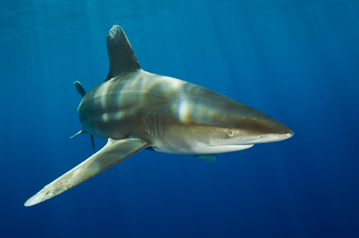 Океаническая длинноплавниковая акула